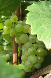 Werbe-Slogan und Wein Werbe-Slogans und Wein - brauchen Zeit